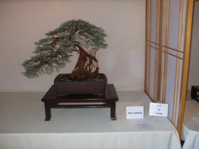 Larry White's award winning tree